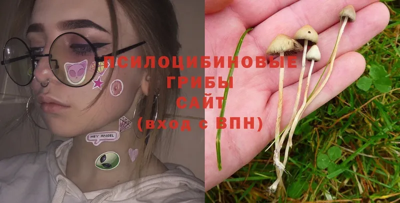 Псилоцибиновые грибы Magic Shrooms  цены   Елизово 